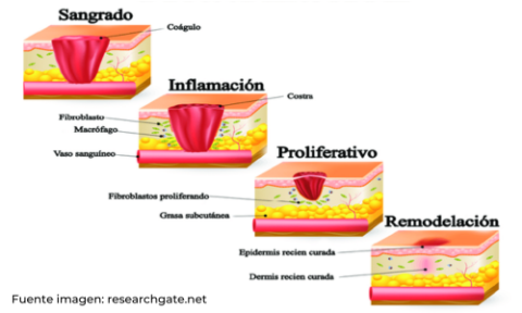 Cicatrizaci N De Heridas Con Terapia L Ser Crar Bcn