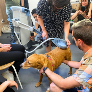 Prácticas con equipos BTL, utilizando ondas electromagnéticas sin contacto en un perro, paciente voluntario