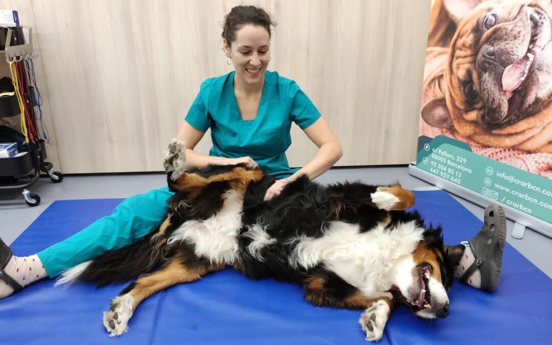 Fisioterapia y rehabilitación veterinaria 