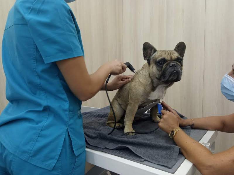 INDIBA: la radiofreqüència en rehabilitació veterinària