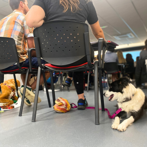 Asistentes sentados con perros voluntarios para la sesión práctica de electroestimulación veterinaria