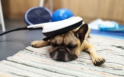 Perro durante una sesión de Magnetolith en rehabilitación veterinaria en CRAR