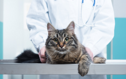 Malaltia degenerativa articular felina
