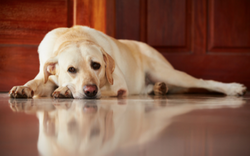 Dolor articular en gossos: com ajudar a casa.