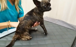 Teràpia de rehabilitació per a una gossa amb traumatisme cranial