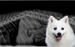 Luxació vertebral en gossos: causes, diagnòstic i tractament.