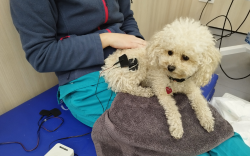 Tractament i rehabilitació de la luxació de ròtula en gossos