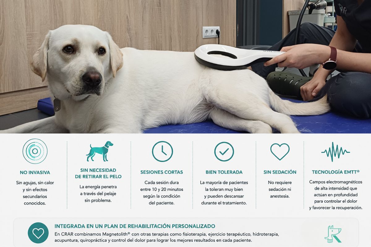 Perro durante una sesión de Magnetolith® en CRAR dentro de un programa de rehabilitación veterinaria