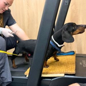 Esther, ATV rehabilitadora, fent teràpia a la cinta terrestre amb un pacient al CRAR.