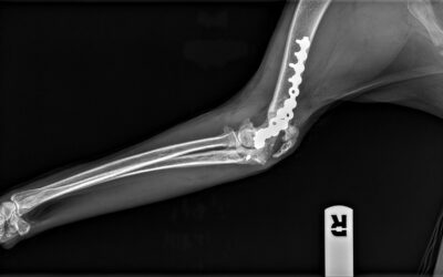 Fisioteràpia veterinària en el tractament d’una fractura de colze