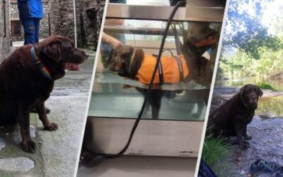 Nutrició veterinària a Barcelona i rehabilitació | CRAR