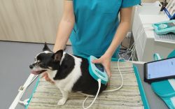 Combatir la Obesidad en Mascotas: El Papel de la Fisioterapia y Rehabilitación Veterinaria
